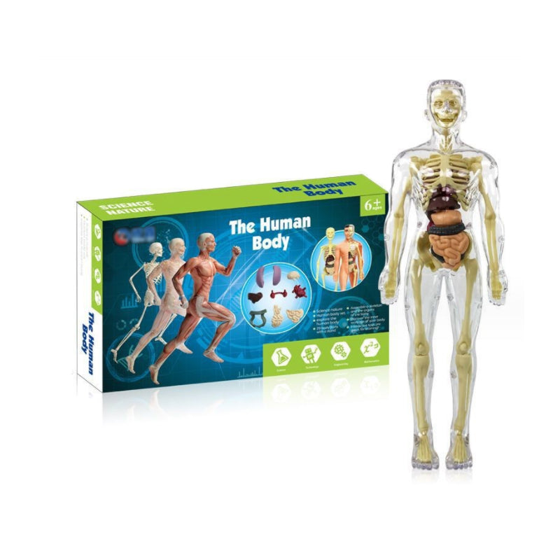 3D menneskekropps torsomodell for Kid Anatomy Model Skjelett