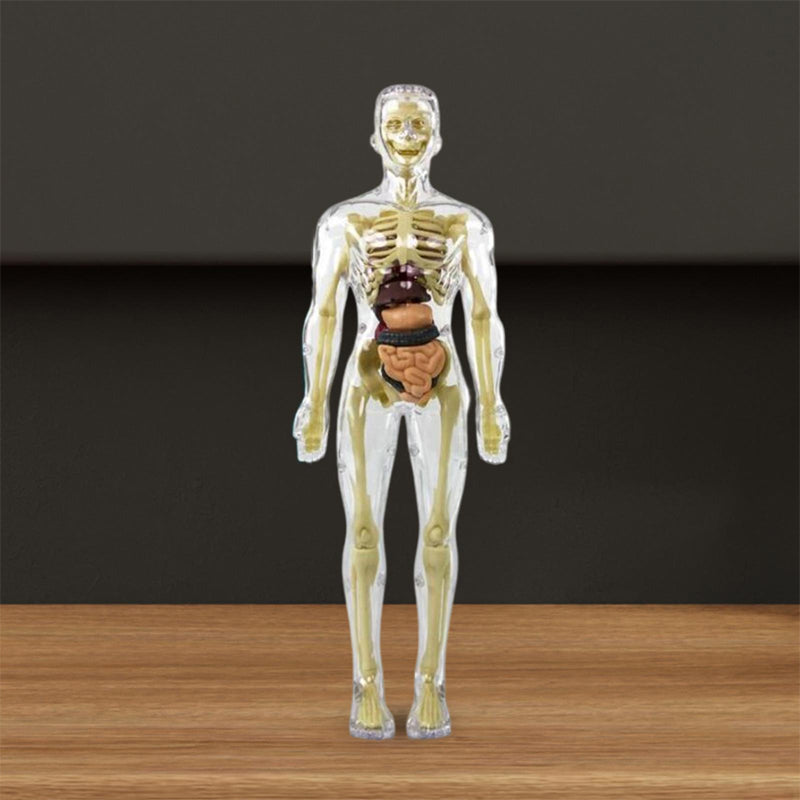 3D menneskekropps torsomodell for Kid Anatomy Model Skjelett