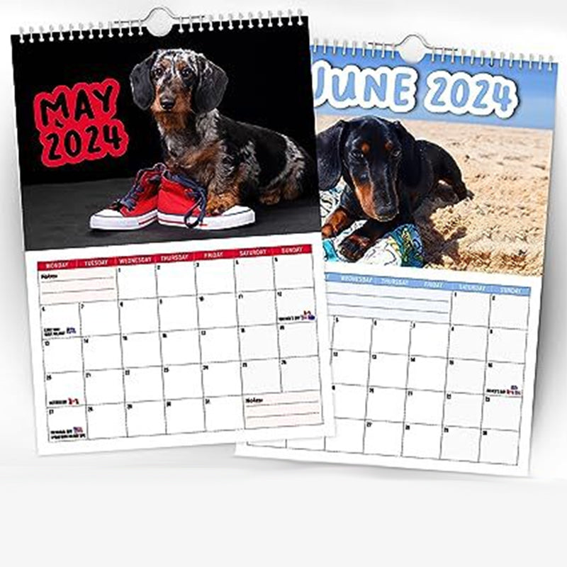 Cheeky Dachshunds - Veggkalender 2024