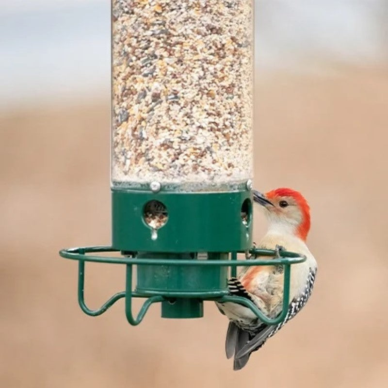 Ekornsikker fuglemater