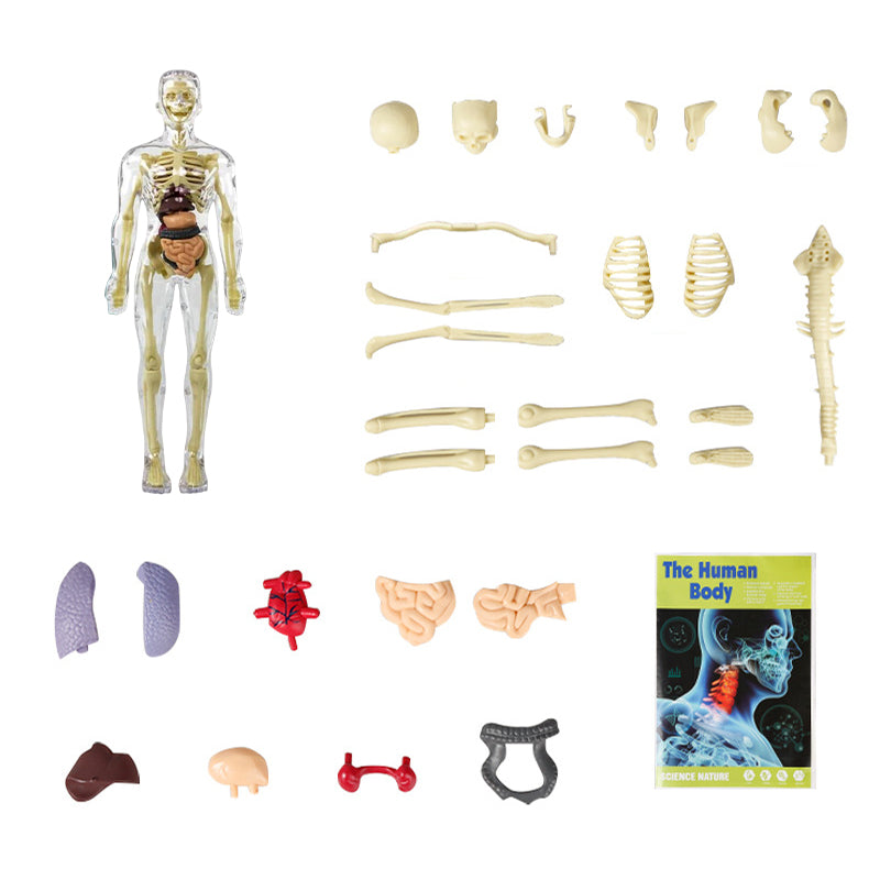 3D menneskekropps torsomodell for Kid Anatomy Model Skjelett